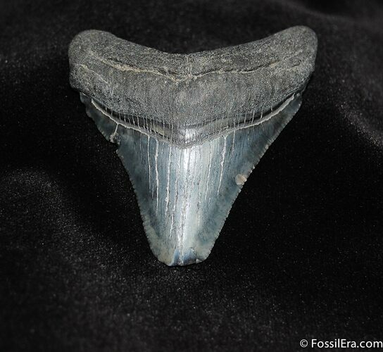 Nice Inch Megalodon Shark Tooth Fossil #69
